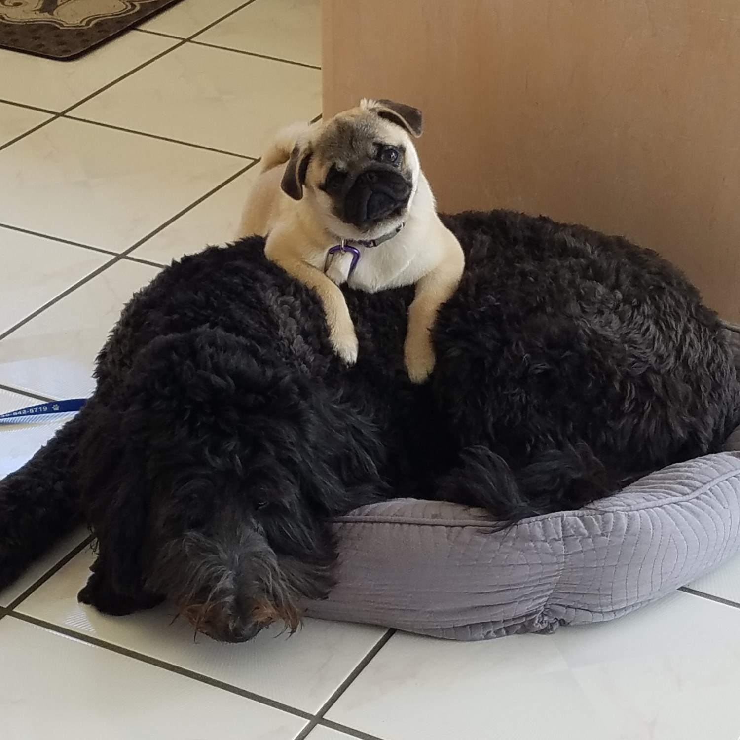 American Veterinary Hospital Yreka Veterinarian / Employment